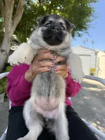Gorda, a female German Shepherd Dog for sale in San Bruno, CA – 4 of 5