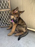 Itzel, a female German Shepherd Dog for sale in San Bruno, CA – 5 of 6