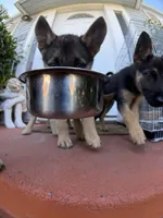 Papito, a male German Shepherd Dog for sale in San Bruno, CA – 5 of 6