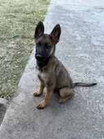 Itzel, a female German Shepherd Dog for sale in San Bruno, CA – 6 of 6