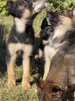 Handsome , a male German Shepherd Dog for sale in San Bruno, CA – 7 of 7