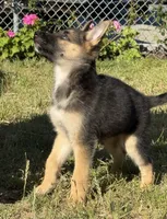 Anubis , a male German Shepherd Dog for sale in San Bruno, CA – 4 of 6
