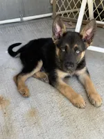 Handsome , a male German Shepherd Dog for sale in San Bruno, CA – 5 of 7