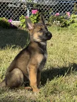 Itzel, a female German Shepherd Dog for sale in San Bruno, CA – 2 of 6