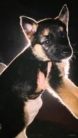 Handsome , a male German Shepherd Dog for sale in San Bruno, CA – 2 of 3