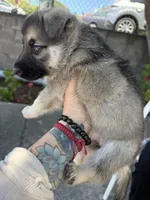 Gorda, a female German Shepherd Dog for sale in San Bruno, CA – 5 of 5