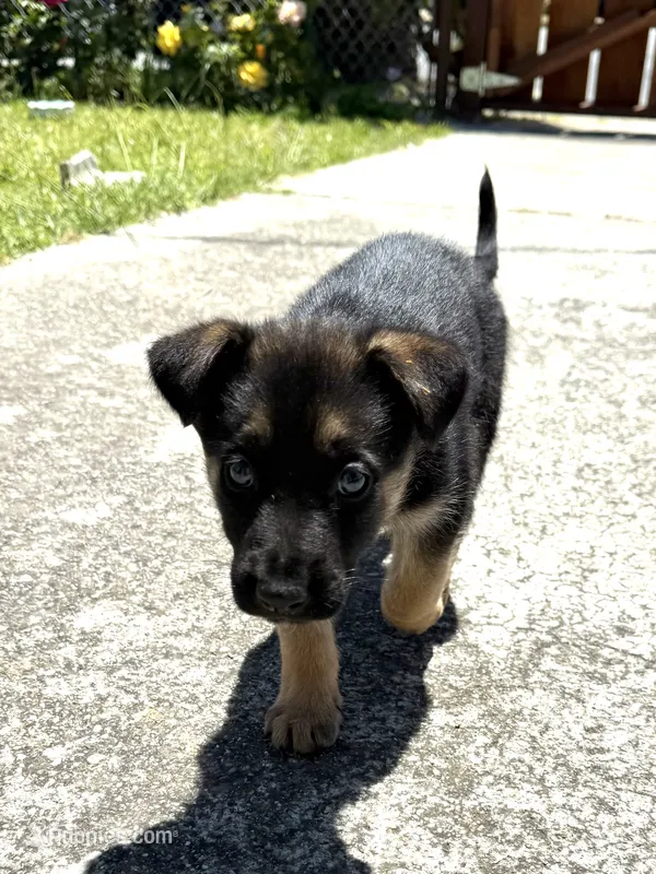 Papito – German Shepherd Dog puppy for sale in San Bruno, CA