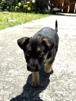 Papito, a male German Shepherd Dog for sale in San Bruno, CA – 1 of 2