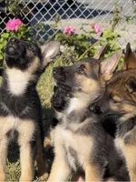 Anubis , a male German Shepherd Dog for sale in San Bruno, CA – 2 of 6