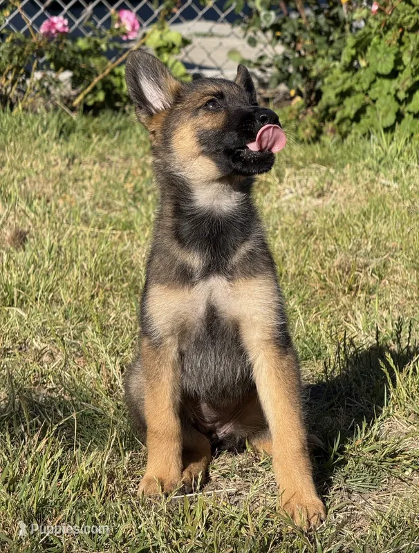 Itzel – German Shepherd Dog puppy for sale in San Bruno, CA