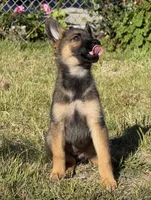 Itzel, a female German Shepherd Dog for sale in San Bruno, CA – 1 of 6