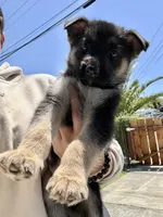 Anubis , a male German Shepherd Dog for sale in San Bruno, CA – 2 of 2