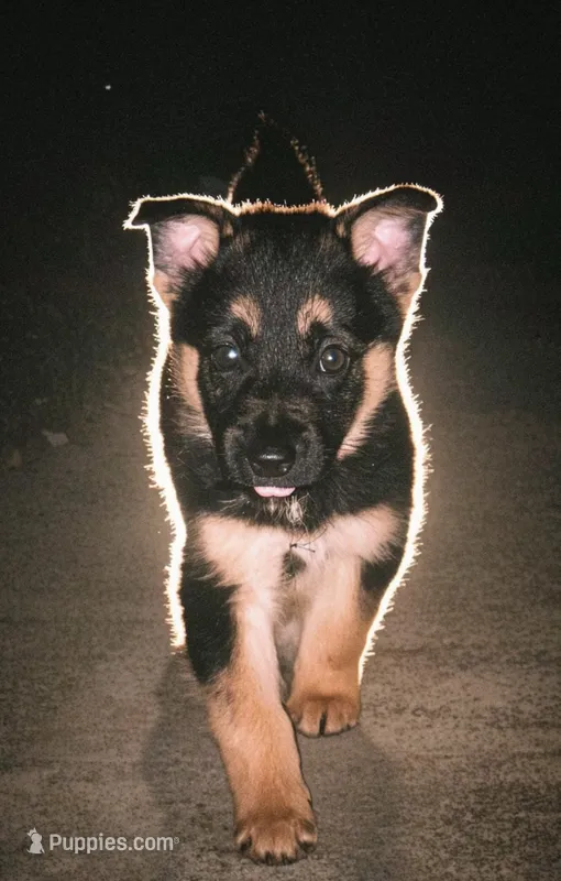 Papito – German Shepherd Dog puppy for sale in San Bruno, CA