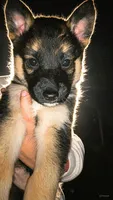Handsome , a male German Shepherd Dog for sale in San Bruno, CA – 3 of 3