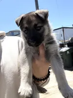 Gorda, a female German Shepherd Dog for sale in San Bruno, CA – 1 of 5