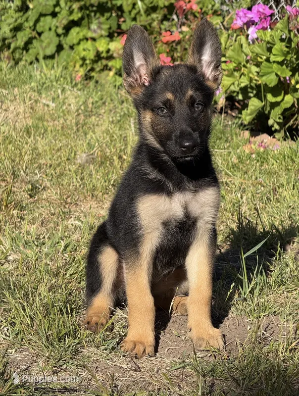 Handsome  – German Shepherd Dog puppy for sale in San Bruno, CA
