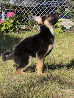 Papito, a male German Shepherd Dog for sale in San Bruno, CA – 2 of 6