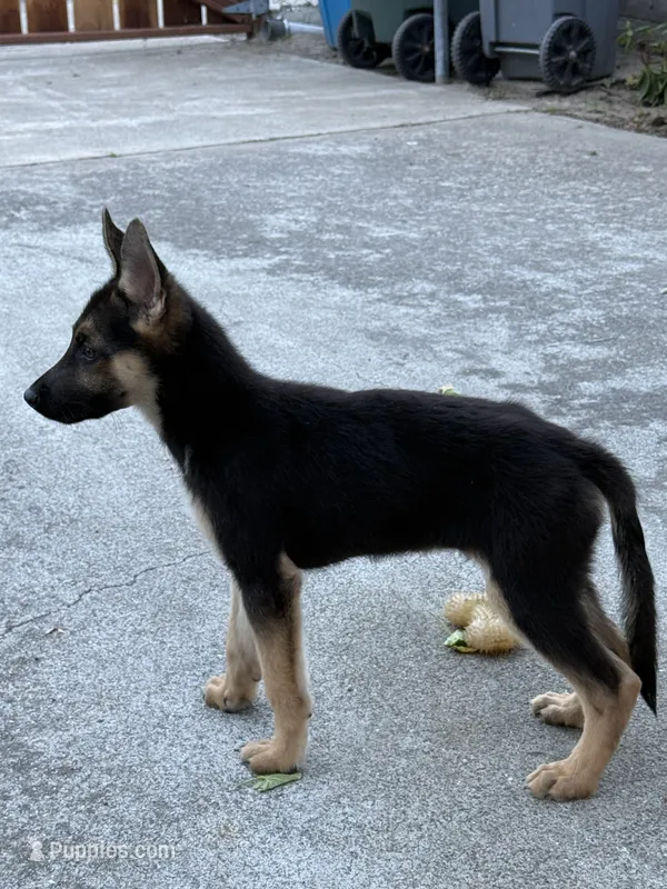 Papito – German Shepherd Dog puppy for sale in San Bruno, CA
