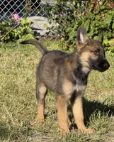 Itzel, a female German Shepherd Dog for sale in San Bruno, CA – 4 of 6