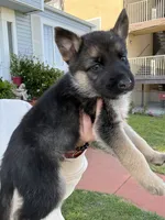 Handsome , a male German Shepherd Dog for sale in San Bruno, CA – 2 of 3