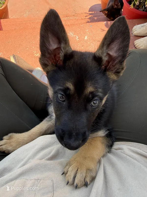 Anubis  – German Shepherd Dog puppy for sale in San Bruno, CA