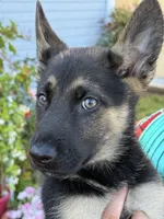 Handsome , a male German Shepherd Dog for sale in San Bruno, CA – 4 of 7