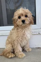 Butters, a male Cavapoo for sale in South Orange, NJ – 2 of 3