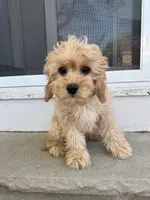 Butters, a male Cavapoo for sale in South Orange, NJ – 3 of 3