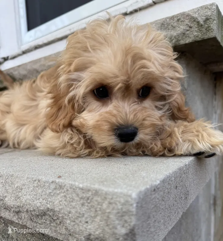 Butters – Cavapoo puppy for sale in South Orange, NJ