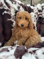 Becca, a female Miniature Goldendoodle for sale in South Orange, NJ – 3 of 4