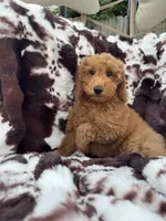 Becca, a female Miniature Goldendoodle for sale in South Orange, NJ – 1 of 4