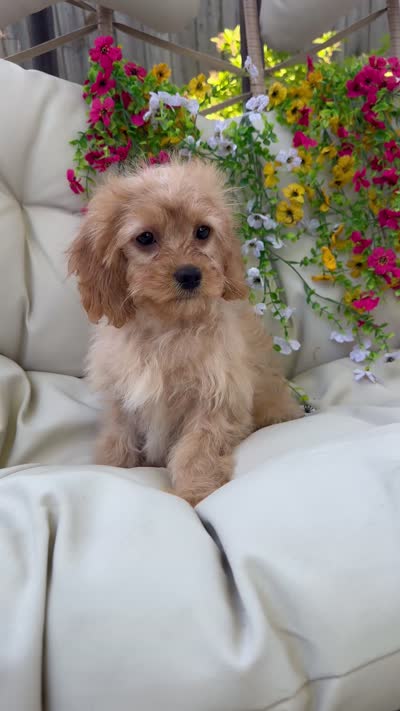 Belle, a female Cavapoo for sale in South Orange, NJ – 4 of 4
