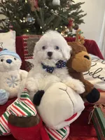 Snow, a female Cavapoo for sale in South Orange, NJ – Photo 1 of 3