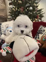 Snow, a female Cavapoo for sale in South Orange, NJ – Photo 2 of 3