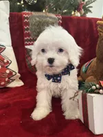Snow, a female Cavapoo for sale in South Orange, NJ – Photo 3 of 3