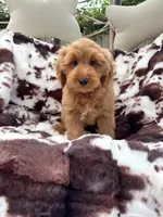 Tanner, a male Miniature Goldendoodle for sale in South Orange, NJ – 2 of 4