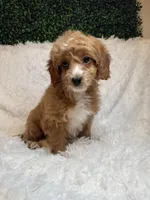 Candy , a female Cavapoo for sale in South Orange, NJ – Photo 3 of 3