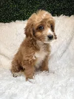 Candy , a female Cavapoo for sale in South Orange, NJ – Photo 2 of 3