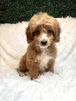 Candy , a female Cavapoo for sale in South Orange, NJ – Photo 1 of 3