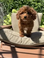 Braun, a male Cavapoo for sale in South Orange, NJ – 2 of 3