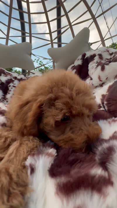 Bryson , a male Miniature Goldendoodle for sale in South Orange, NJ – 6 of 6
