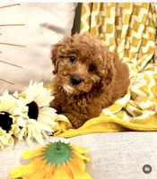 Sunny, a female Cavapoo for sale in South Orange, NJ – 2 of 2