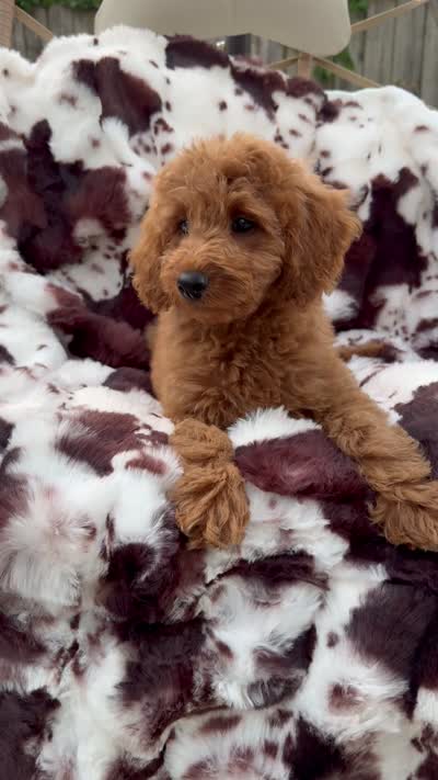 Lena, a female Miniature Goldendoodle for sale in South Orange, NJ – 5 of 5