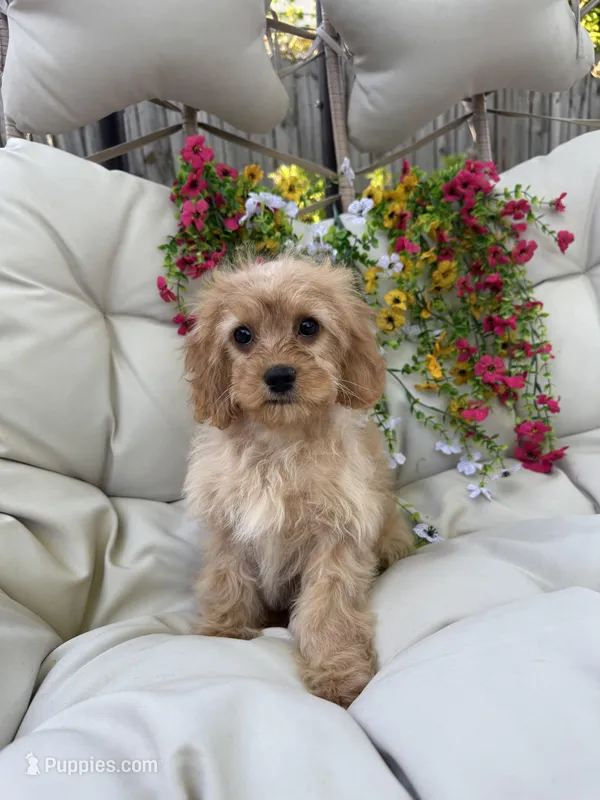 Belle – Cavapoo puppy for sale in South Orange, NJ