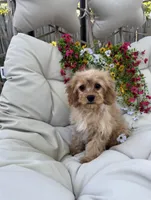 Belle, a female Cavapoo for sale in South Orange, NJ – 2 of 4