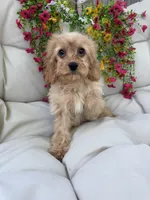 Belle, a female Cavapoo for sale in South Orange, NJ – 3 of 4
