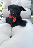 Chichi , a female Chihuahua for sale in South Orange, NJ – 2 of 3