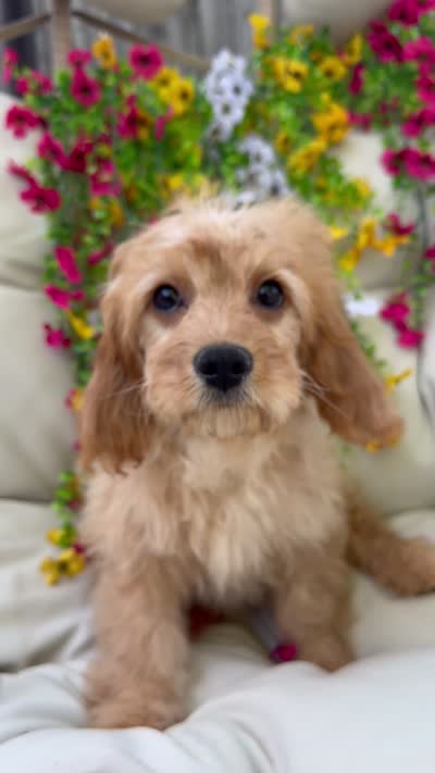 Bonnie, a female Cavapoo for sale in South Orange, NJ – 4 of 4