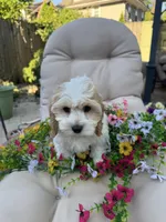 Cory, a male Cockapoo and Poodle - Toy  for sale in South Orange, NJ – 2 of 2