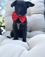 Chichi , a female Chihuahua for sale in South Orange, NJ – 1 of 3